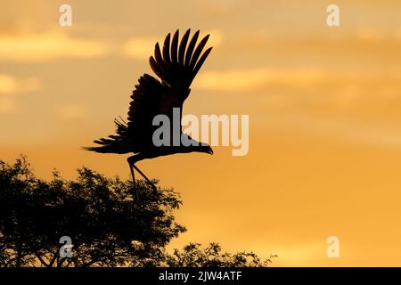 Oiseau secrétaire (Sagittaire serpentarius) avec des ailes ouvertes silhouetées contre un ciel orange, Afrique du Sud Banque D'Images