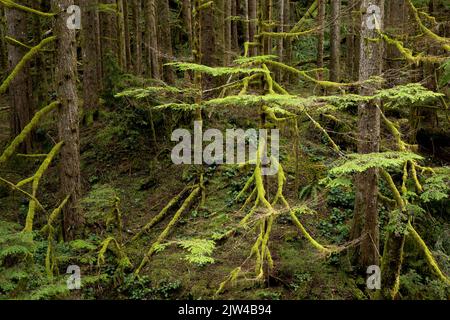 WA21952-00...WASHINGTON - petit arbre presque entièrement recouvert de mousse le long de la Greg ball Trail dans le parc national de Wallace Falls. Banque D'Images