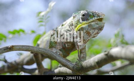 2 septembre 2022, oblast d'Odessa, Ukraine, Europe de l'est : un gros plan de Ð'hameleon est assis sur une branche d'arbre, lèche les lèvres et regarde autour pendant la mue. Panther caméléon (Credit image: © Andrey Nekrasov/ZUMA Press Wire) Banque D'Images