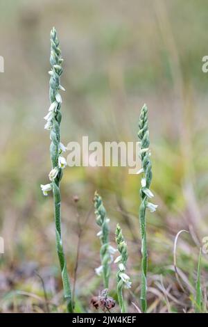 Les tresses d'automne (Spiranthes spiralis) fleurissent sur la prairie à craie à Noar Hill, Hampshire, Angleterre, Royaume-Uni Banque D'Images