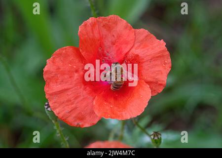 Abeille sur une fleur de pavot rouge à la fin de l'été, Angleterre, Royaume-Uni Banque D'Images