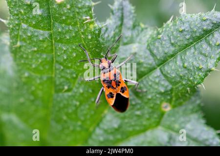 Cannelle Bug (Corizus hyoscyami), Royaume-Uni Banque D'Images