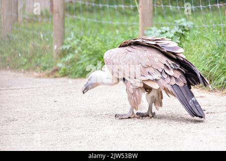 Un foyer sélectif d'un vautour perçant sur une surface en bois en captivité. Banque D'Images