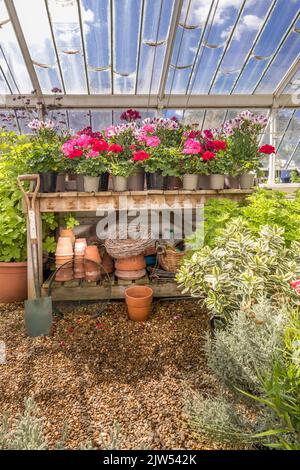 Inside the restored 1853 Clark and Hope cast iron vinery. Arundel Castle Gardens, Arundel, West Sussex, England UK Banque D'Images
