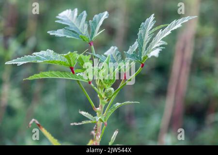 Ladyfinger, plante okra accent sélectif sur la croissance des okras. Gros plan Banque D'Images