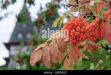Baies de rowan orange sur le fond d'un vieux bâtiment en bois. Fruits Sorbus aucuparia. Banque D'Images