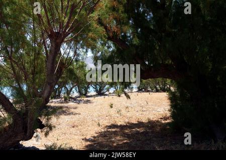 Tamarisk arbres, Eristos plage, Tilos île, Dodécanèse, Grèce, UE Banque D'Images