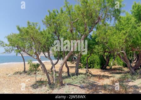 Tamarisk Trees, Eristos Beach, Tilos Island, Dodécanèse, Grèce, UE Banque D'Images