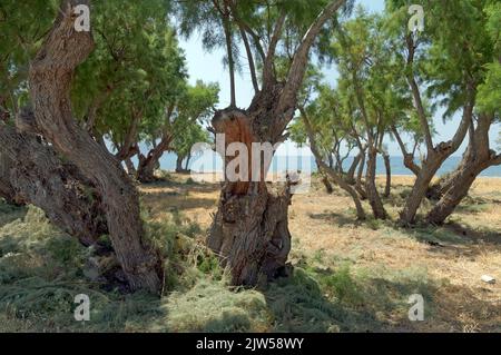 Tamarisk Trees, Eristos Beach, Tilos Island, Dodécanèse, Grèce, UE Banque D'Images