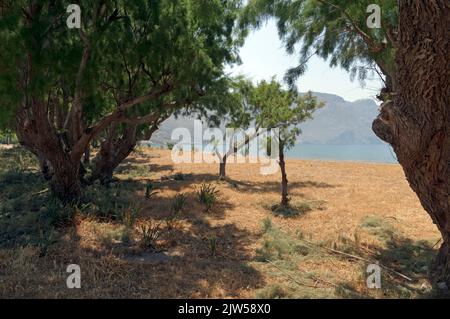 Tamarisk Trees, Eristos Beach, Tilos Island, Dodécanèse, Grèce, UE Banque D'Images