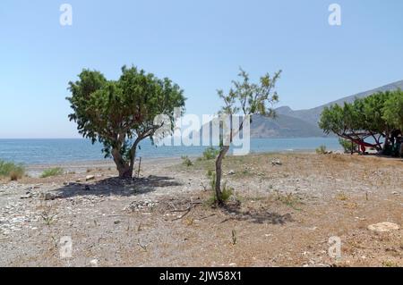 Tamarisk Trees, Eristos Beach, Tilos Island, Dodécanèse, Grèce, UE Banque D'Images