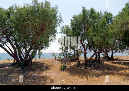 Tamarisk Trees, Eristos Beach, Tilos Island, Dodécanèse, Grèce, UE Banque D'Images