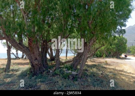 Tamarisk Trees, Eristos Beach, Tilos Island, Dodécanèse, Grèce, UE Banque D'Images