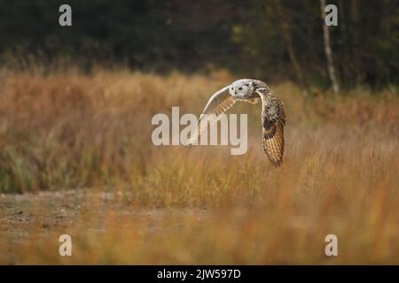 Scène d'automne avec hibou. Grand hibou de l'aigle de Sibérie orientale, Bubo bubo sibiricus, voler à travers le paysage d'automne, Russie. Banque D'Images