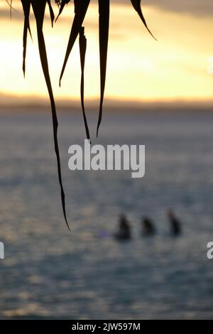 Trois surfeurs dans l'océan au coucher du soleil au large du parc national de Noosa Heads attendent la vague parfaite dans la lumière dorée du début de la soirée Banque D'Images