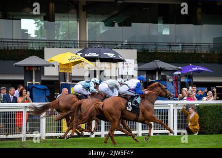 Ascot, Berkshire, Royaume-Uni. 3rd septembre 2022. Lors d'une course tendue et palpitante entre trois chevaux, Urban tentade (milieu de trois), criblé par le jockey David Probert, a remporté le Victoria Racing Club nursery Handicap Stakes The Ascot races September Racing Weekend. Propriétaire Sheikh Hamdan Bin Mohammed Al Maktoum. Charlie et Mark Johnson, Middleham. Éleveur Godolphin. Crédit : Maureen McLean/Alay Live News Banque D'Images