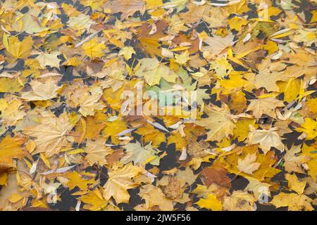 Feuilles de couleur tombées sur la surface de l'eau. Arrière-plan d'automne coloré. Le feuillage coloré flotte dans l'eau Banque D'Images