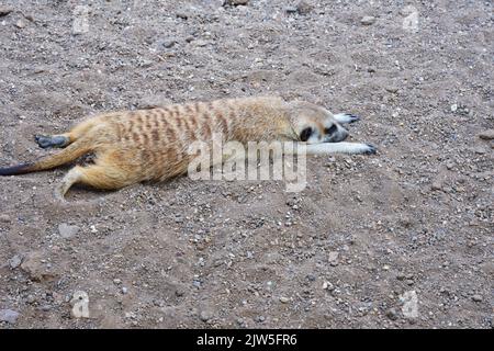 Meerkat reposant sur du sable Banque D'Images