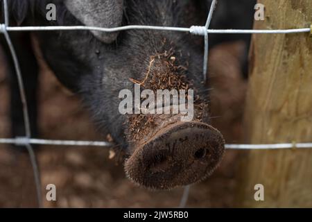 Museau de porc noir poilu à travers une clôture recouverte de feuilles séchées Banque D'Images