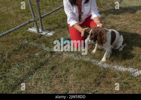 Propriétaire en pantalon rouge s'agenouille à côté d'un Springer Spaniel lors d'un spectacle de comté Banque D'Images