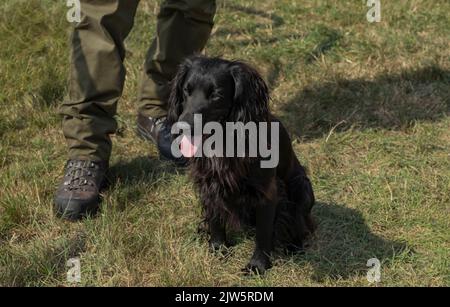 Un petit chien noir d'épagneul cocker s'assit aux pieds de son propriétaire dans un champ Banque D'Images
