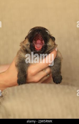 pomeranian spitz puppy, deux semaines de yawns Banque D'Images