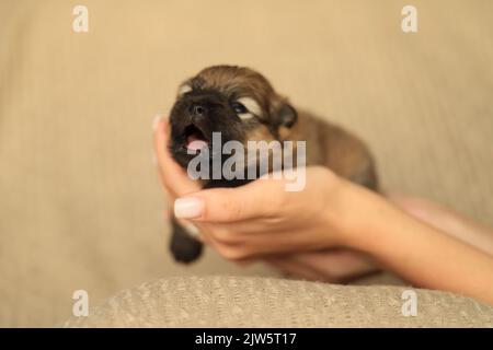 pomeranian spitz puppy, deux semaines de yawns Banque D'Images