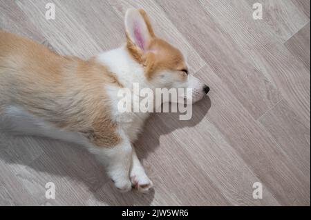 Le chiot corgi gallois mignon dorme sur le sol. Vue de dessus. Banque D'Images