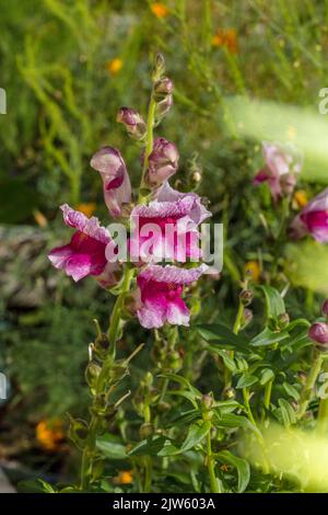 Snapdragon « TETRA », Lejongap (Antirrhinum majus) Banque D'Images