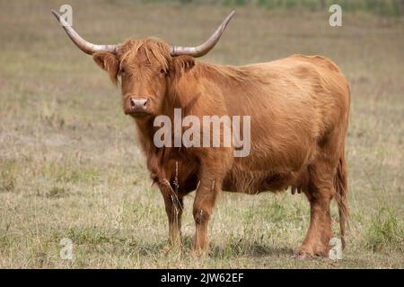 Vache des Highlands en pâturage dans les prairies canadiennes, dans le sud de l'Alberta, au Canada. (BOS taurus taureau) Banque D'Images