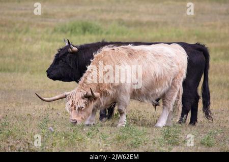 Deux bovins paître dans un champ, la vache Highland et le taureau Highland Banque D'Images