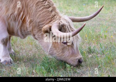 Vache des Highlands paître sur des herbes de pâturage, gros plan du visage et des cornes Banque D'Images