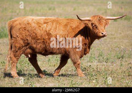 La vache des Highlands marche dans les pâturages des prairies dans le sud de l'Alberta, au Canada. (BOS taurus taureau) Banque D'Images