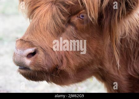 Vache Highland, gros plan du visage, de l'œil et du nez de la vache rouge Banque D'Images