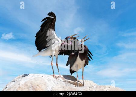 Deux cigognes d'Abdim sur une falaise. (Ciconia abdimii) également connu sous le nom de cigogne à ventre blanc. Cigogne noire avec pattes grises, genoux et pieds rouges, bec gris Banque D'Images