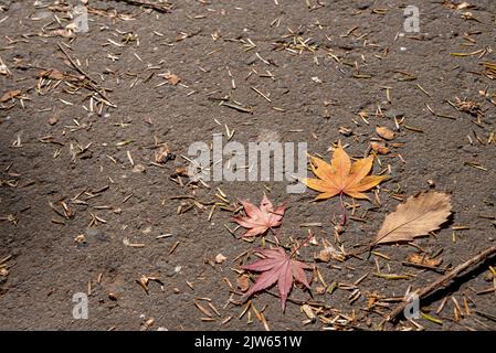 Plusieurs feuilles colorées de l'automne tombée sur le sol. Vue de dessus, magnifiques décors de saison multicolores Banque D'Images