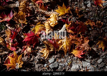 Plusieurs feuilles colorées de l'automne tombée sur le sol. Vue de dessus, magnifiques décors de saison multicolores Banque D'Images