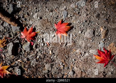 Plusieurs feuilles colorées de l'automne tombée sur le sol. Vue de dessus, magnifiques décors de saison multicolores Banque D'Images