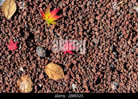 Plusieurs feuilles colorées de l'automne tombée sur le sol. Vue de dessus, magnifiques décors de saison multicolores Banque D'Images