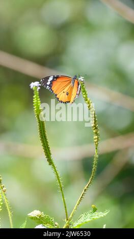 Magnifique papillon monarque africain à ailes orange et noires buvant du nectar à partir de petites fleurs photo en gros plan. Banque D'Images