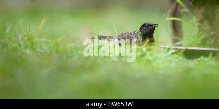 Oiseau de bulbul à ventilation rouge sur le sol à la recherche de nourriture. Banque D'Images