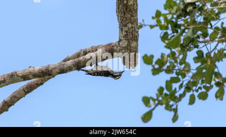 Pic de bois pygmée à capuchon brun suspendu à l'envers en dessous de la branche de l'arbre. Banque D'Images