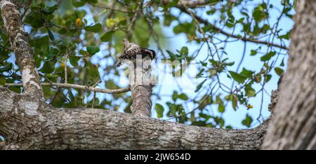 Pic de bois pygmée bruni à la branche d'un arbre. Banque D'Images