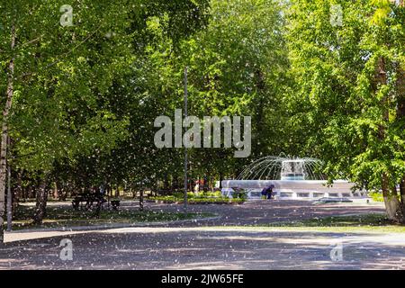 Les peluches de peuplier tombent des branches de la terre dans le jardin de la ville, l'herbe et les branches couvertes de graines et de peluches blanches.Parc d'été avec fontaine, éclaboussures Banque D'Images