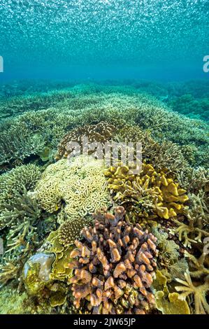 Forte pluie tropicale au-dessus des coraux staghorn immaculés, Raja Ampat ouest de la Papouasie-Indonésie. Banque D'Images