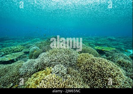 Forte pluie tropicale au-dessus des coraux staghorn immaculés, Raja Ampat ouest de la Papouasie-Indonésie. Banque D'Images