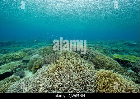 Forte pluie tropicale au-dessus des coraux staghorn immaculés, Raja Ampat ouest de la Papouasie-Indonésie. Banque D'Images