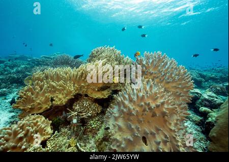 Récif pittoresque avec des coraux doux en cuir, cuir, Sinularia sp., Raja Ampat Indonésie Banque D'Images