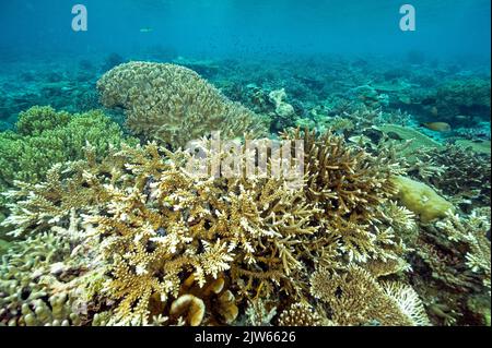 Récif pittoresque avec des coraux pierreux immaculés, Raja Ampat West Papua Indonesia. Banque D'Images