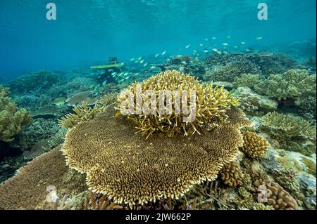 Récif pittoresque avec des coraux pierreux immaculés, Raja Ampat West Papua Indonesia. Banque D'Images